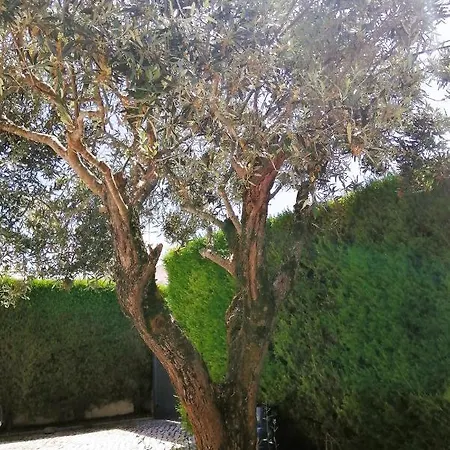 D'el Rey The Golf & فيلة